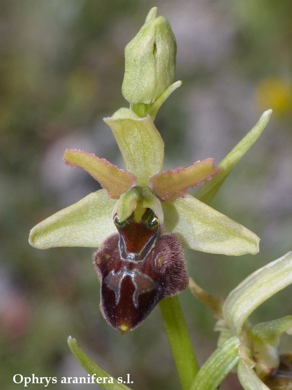 Orchis spitzelii ele altre - Passo Godi  (LAquila)  maggio e giugno 2017